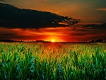 Sunset Field