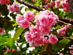 Pink Cherry Blossom