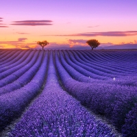 Lavender Field in Tuscanny