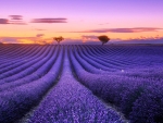 Lavender Field in Tuscanny