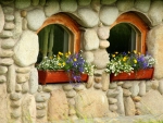 Windows with Flowers