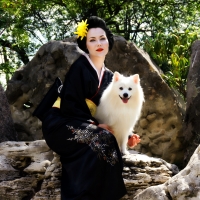 Japanese style photosession Geisha & Japanese Spitz SIMBA TSAR ZVEREI