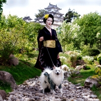 Simba`s Dreams About Motherland