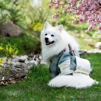 Simba`s Dreams About Motherland