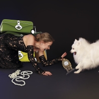 Division of property (humor, funny dogs photos)