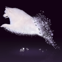 Dogs are like diamonds...