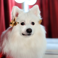 If the dog is successful, other dogs do not hate it