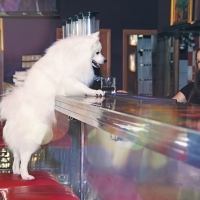 Dog will not get drunk & ask Do you respect me?