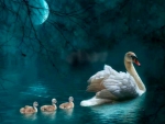 Swans by Moonlight