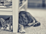 Under the table