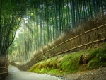 Bamboo Park