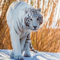 White Tiger