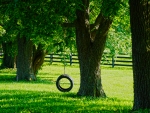 Tire Swing Farm