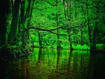 Forest River