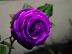 Purple Rose