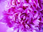 Peony Closeup