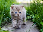 KItten And Grass