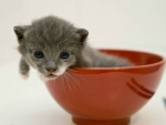 BOWL OF KITTY