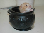 KITTEN IN A POT
