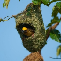 Weaver Bird Nest