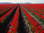 Red Tulips Field