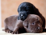Cute Puppies