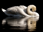 White Swan and its Reflection on the Water