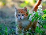 Kitten Next to a Flowering Branch