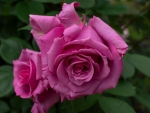 Pink Roses