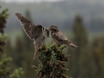 Northern Hawk Owls