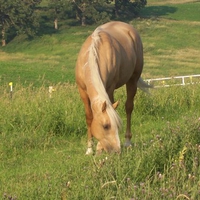 Mr. Twain in Pasture