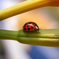 Ladybug-on-Flower-Bud