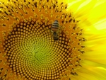 bee on sunflower