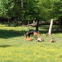 gazelles in a field