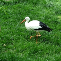 stork