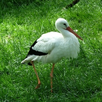 stork standing in grass