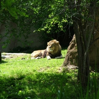 lion at the memphis zoo