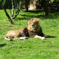 lion in the grass