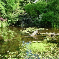 water garden