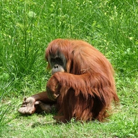 orangutan
