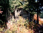 Old Cabin
