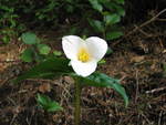 Trillium