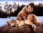 Family of Wolves