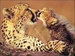 Mother and Baby Cheetahs