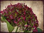 hortensia