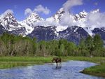 Moose Wading in a River Grand Teton National Park Wyoming