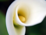 Inside A Calla Lily