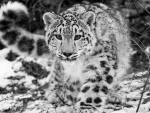Snow Leopard