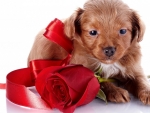 Puppy With Red Rose