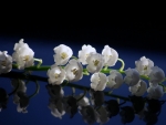 Lily of the Valley